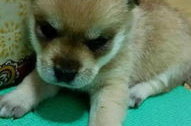 小熊犬,可爱与智慧并存的宠物伴侣”