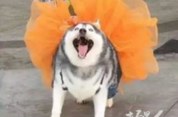哈士奇搞笑图片,逗趣表情与搞怪行为的欢乐集结