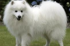 日本狐狸犬,纯白精灵的优雅与忠诚