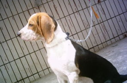 比高犬,历史悠久的家庭宠犬，性格开朗的猎犬后裔