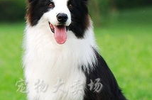 边境牧羊犬吃什么,营养均衡的美食选择