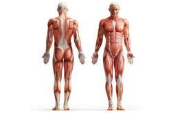 女性人体解剖学模特,生殖系统结构与功能解析