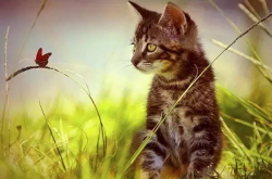 居家带猫写真,猫咪写真里的悠闲时光