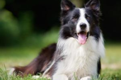 边境牧羊犬,智慧与忠诚的完美结合，家庭宠物的理想选择